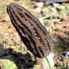 特惠活动『高原新鲜羊肚菌』鲜香浓郁，嫩脆可口，菌中皇后 商品缩略图4