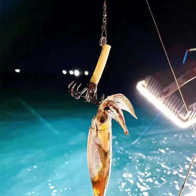 东部湾出海夜钓吹筒仔