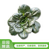 如皋黑塌菜【带泥，有虫眼】 500g 商品缩略图0