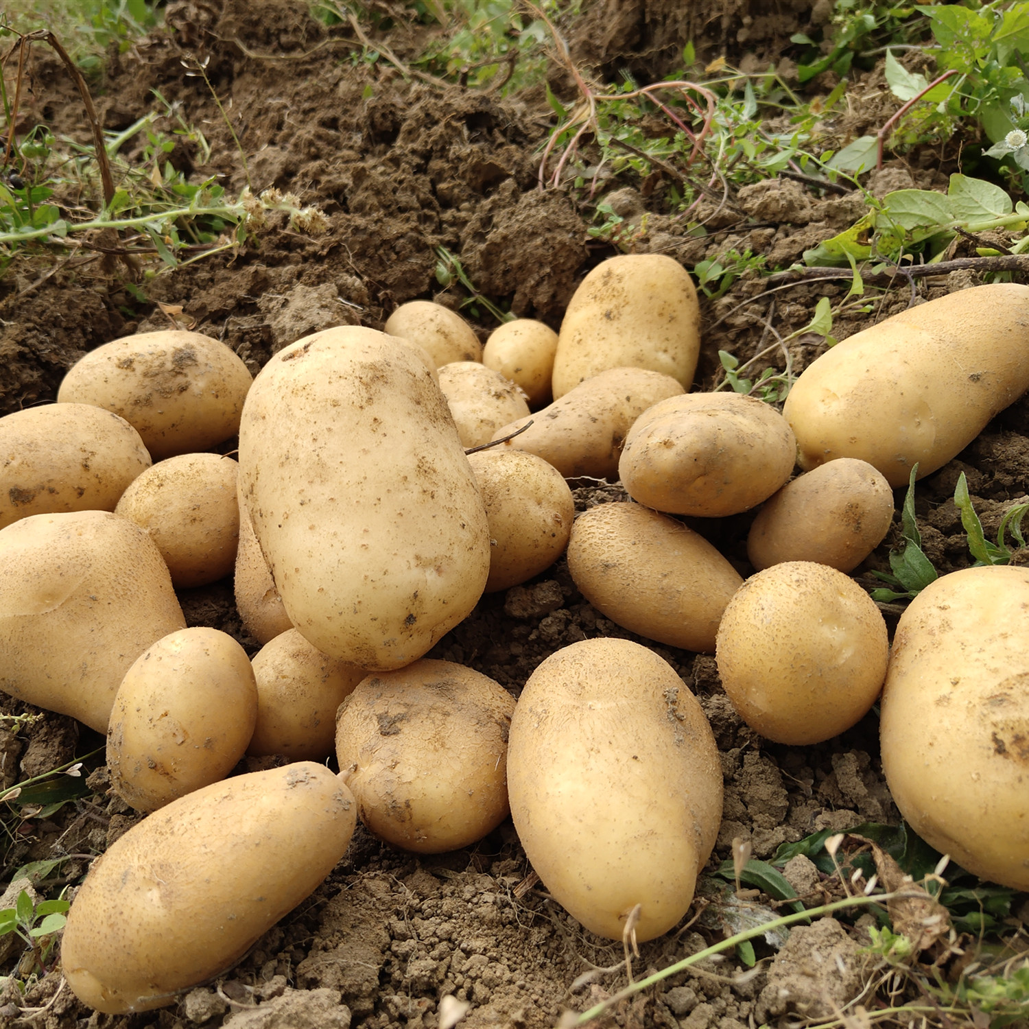 华禾绿源有机果蔬【5斤68元】【99元8斤】