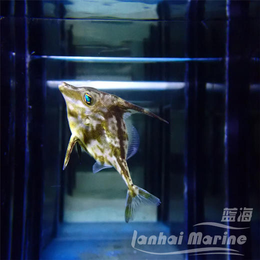 三角炮弹 商品图5