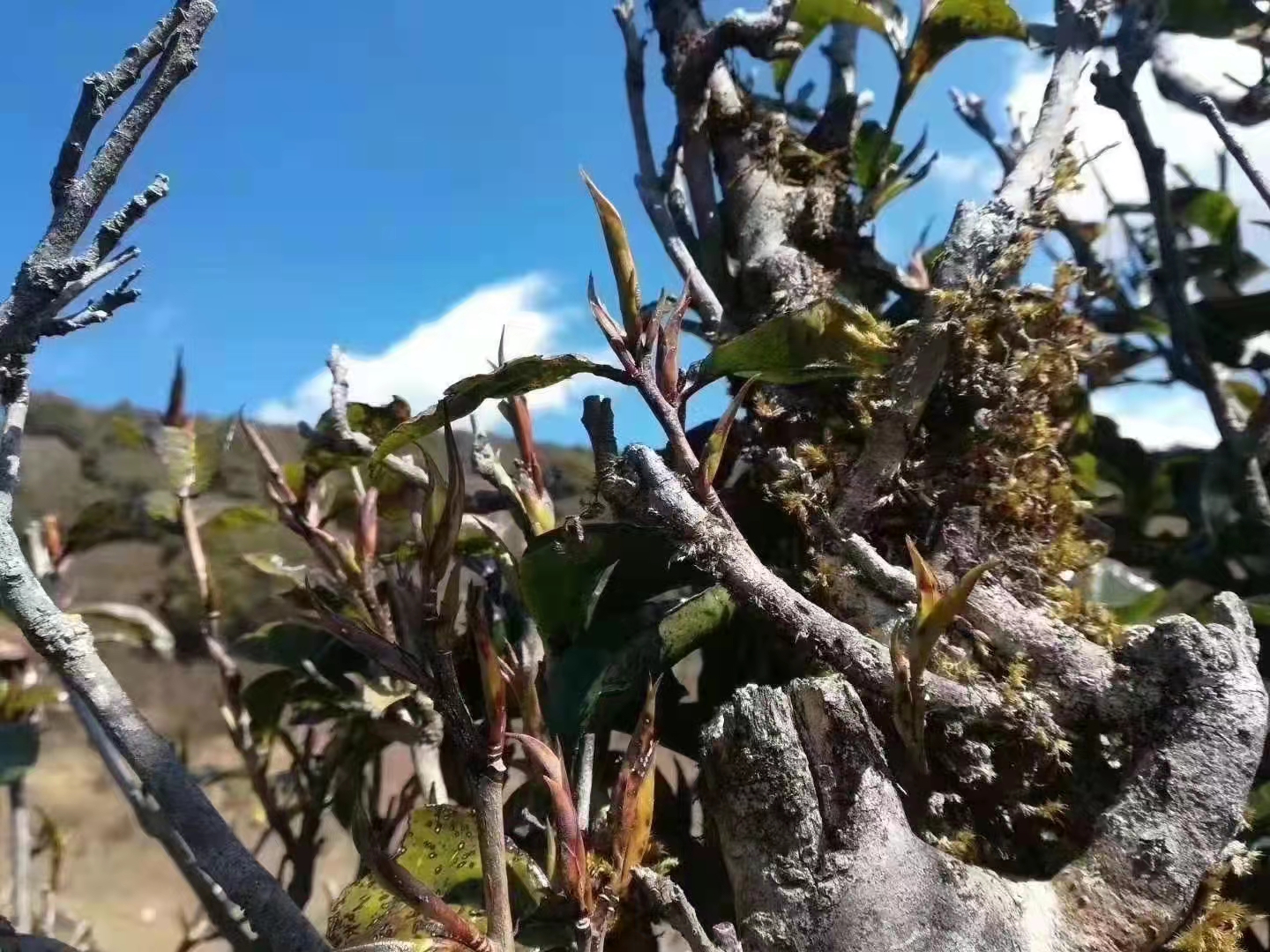 2022【紫芽】春天的气息,来自野生古树茶的春天的芽苞!