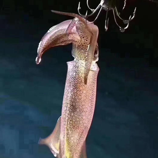 东部湾出海夜钓吹筒仔 商品图1