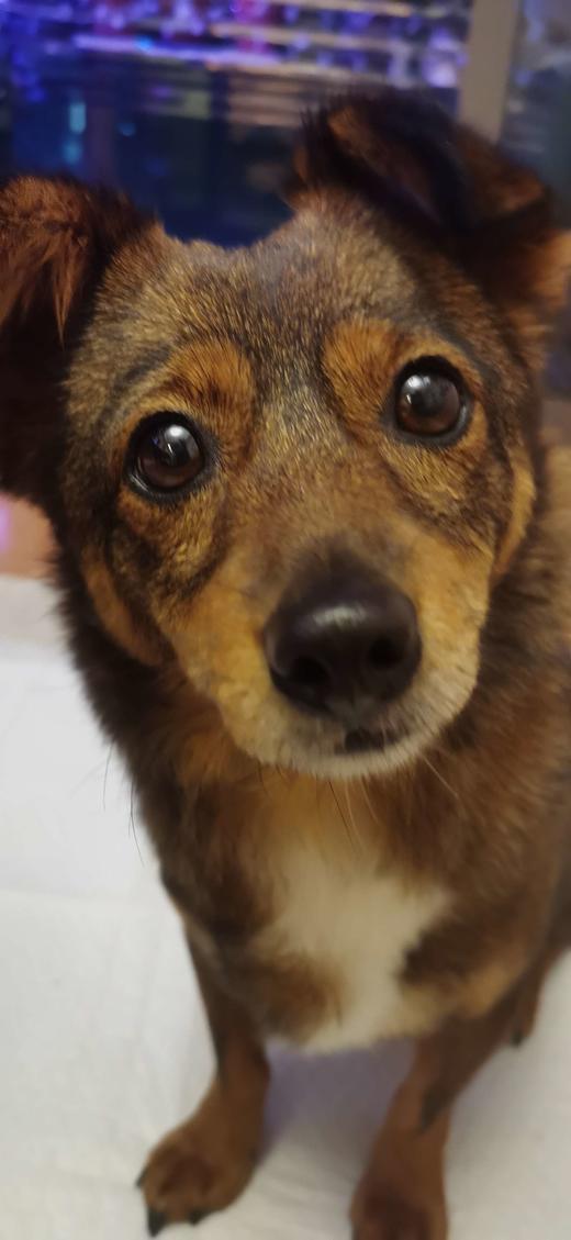 豆柴四拼10kg*2 商品图0