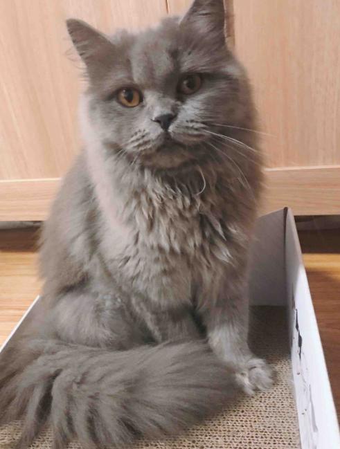 砍价规格cs 商品图0