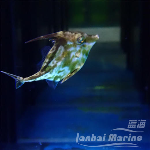 三角炮弹 商品图2