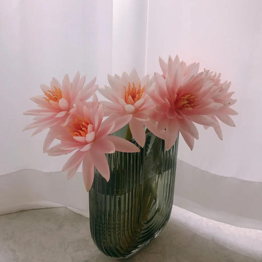 稀有香槟色睡莲5支份第二份2元开放的瞬间美炸了