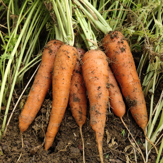 华禾绿源有机果蔬【5斤68元】【99元8斤】 商品图2