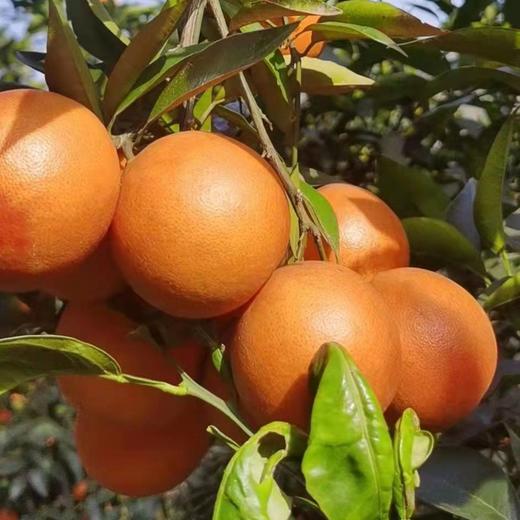 家乡血橙/玫瑰香橙，一件带箱10斤左右，中大果，普通地区顺丰包邮！ 商品图8