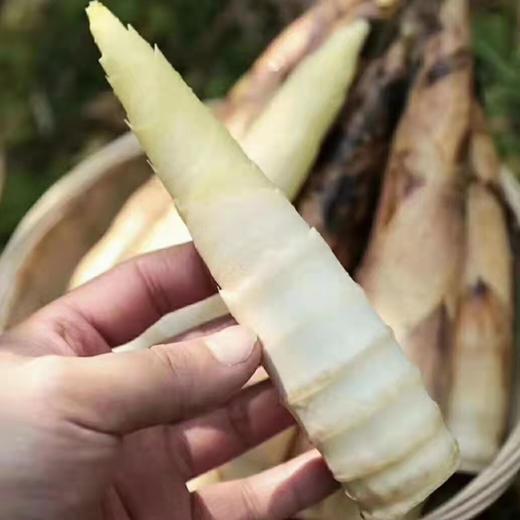 雷竹鲜笋 竹笋 来自笋竹之乡-永安 爽脆鲜嫩 细腻无渣 生吃都无涩味 商品图2