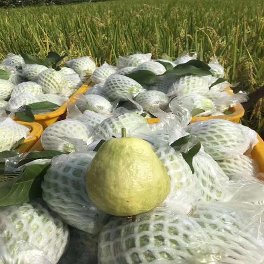 广西树熟奶油冰淇淋芭乐 【顺丰/京东发货，收到即吃，不用催熟】 商品图5