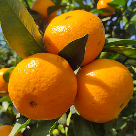 【臻选水果】广西武鸣沃柑3-9斤 应当季水果新鲜柑橘橙现摘现发整箱包邮 爆汁口感  单果果径65-70mm