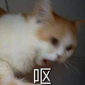 猫咪吐黄水原因浅析