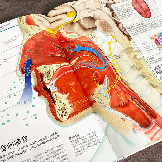 《DK万物大百科》+《DK知识大百科》， 百科界“标杆”，孩子看了爱不释手 商品图4