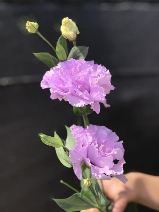 【徽上云花】（AA级）洋桔梗·波浪浅紫 商品图3