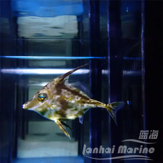 三角炮弹 商品图3