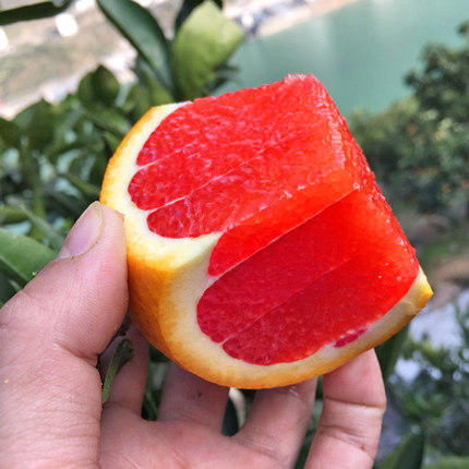 【臻选水果】中华红肉橙 新鲜水果现摘现发 5-9斤 商品图11