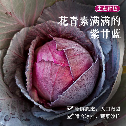 每日现砍密农人家农家紫甘蓝富含花青素甜脆可口水份充足750g