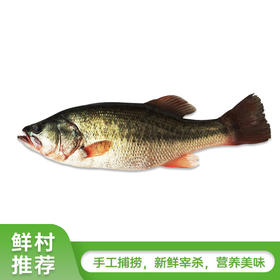 淡水鲈鱼（清膛前650-750g） 需要预定 新鲜宰杀后真空包装根据实际重量，多退少补