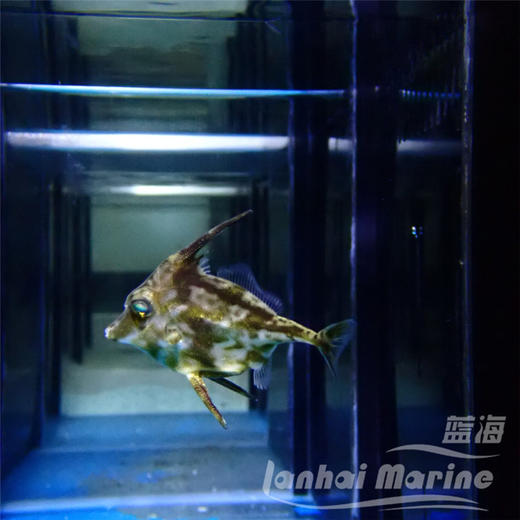 三角炮弹 商品图4