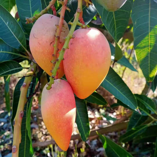 贵妃芒果 小果 净重8斤  个虽小，一样甜！与家人共享，实惠！ 商品图1