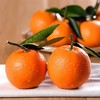 【臻选水果】中华红肉橙 新鲜水果现摘现发 5-9斤 商品缩略图7