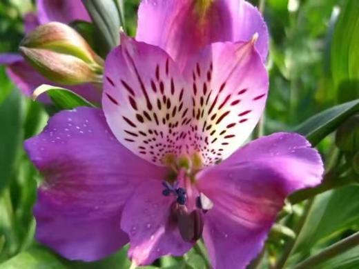 lqy六出花水仙百合紫色a级1