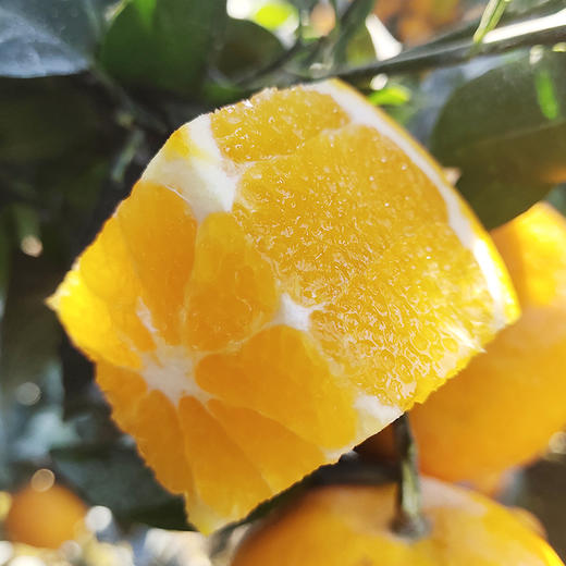 【臻选水果】广西武鸣沃柑3-9斤 应当季水果新鲜柑橘橙现摘现发整箱包邮 爆汁口感  单果果径65-70mm 商品图2