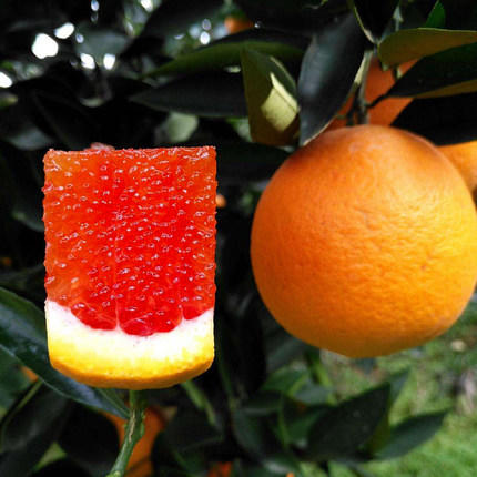 【臻选水果】中华红肉橙 新鲜水果现摘现发 5-9斤 商品图4