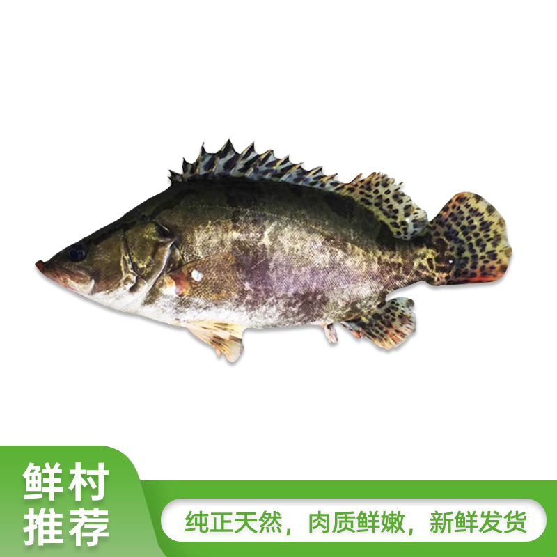 淡水鳜鱼(清膛前700-800g） 需要预定 新鲜宰杀后真空包装根据实际重量，多退少补