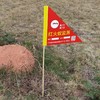 【50元10面包邮，10面起售】 红火蚁监测旗定位旗蚁巢位置蚁巢位置监测红火蚁监测定位工具 商品缩略图0