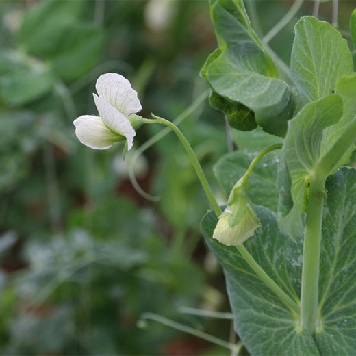 云南有机甜豌豆 | 清香甜脆  | 3天内发货 | 基地直发包邮 *Ecological pea 商品图3