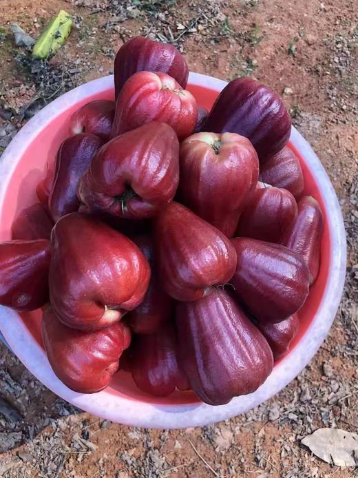 海南黑金刚莲雾 汁多 清甜 维生素含量丰富 原来莲雾是可以这么好吃的|百里食 商品图2