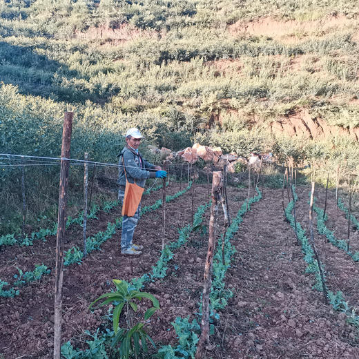 云南有机甜豌豆 | 清香甜脆  | 3天内发货 | 基地直发包邮 *Ecological pea 商品图6