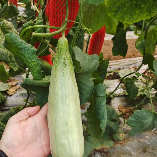 【山东羊角蜜甜瓜】脆甜多汁，咬着脆，吃着甜，连皮带籽一起吃，绵中带脆，咬上一口满嘴留香 商品图2