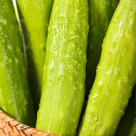 普罗旺斯西红柿+海阳白玉黄瓜混搭双拼、现摘新鲜蔬果 商品图1