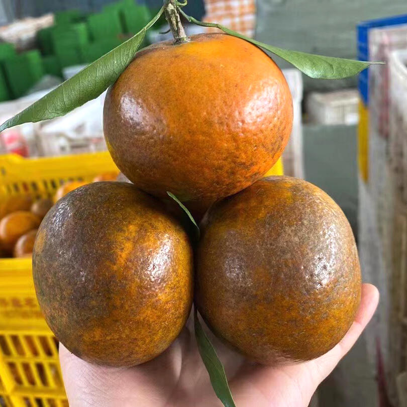 『广西乌柑』爆汁纯甜 细腻爽滑