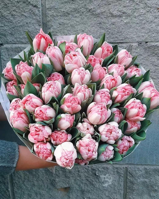 活动郁金香 商品图4