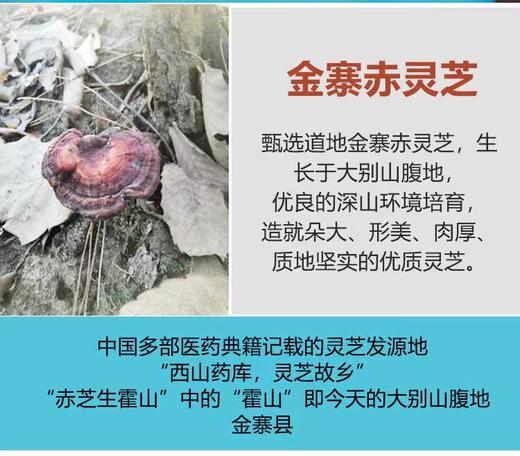 破壁灵芝孢子粉 霍山原生态 破壁率99% 提高免疫力 商品图4