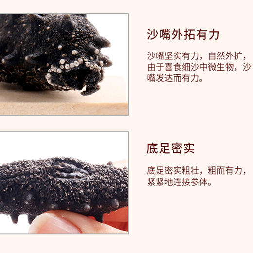韩国 野生海参 淡干海参 一级品质礼品套装 送礼佳品 商品图6