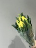 活动郁金香 商品缩略图6