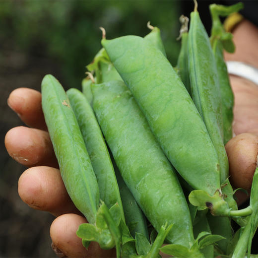 云南有机甜豌豆 | 清香甜脆  | 3天内发货 | 基地直发包邮 *Ecological pea 商品图2