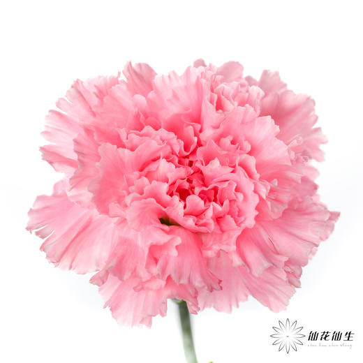 单头康乃馨 | 小桃红 商品图0