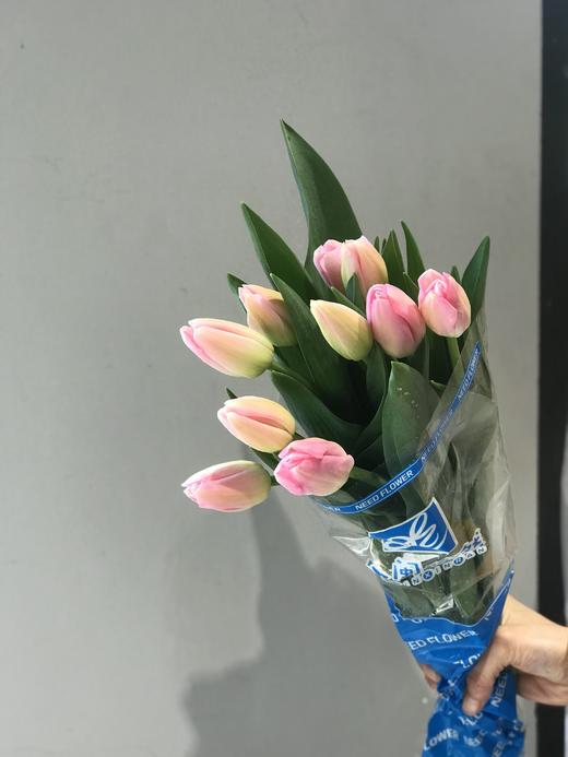 活动郁金香 商品图5