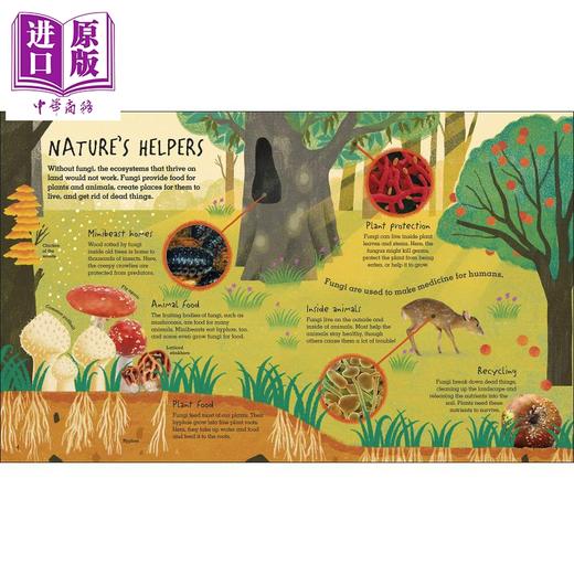 【中商原版】Humongous Fungus DK出版 巨型菌 英文原版 Wenjia Tang唐文嘉 儿童百科知识绘本 大自然动植物 真菌类生物科普图画书 5岁以上 商品图2