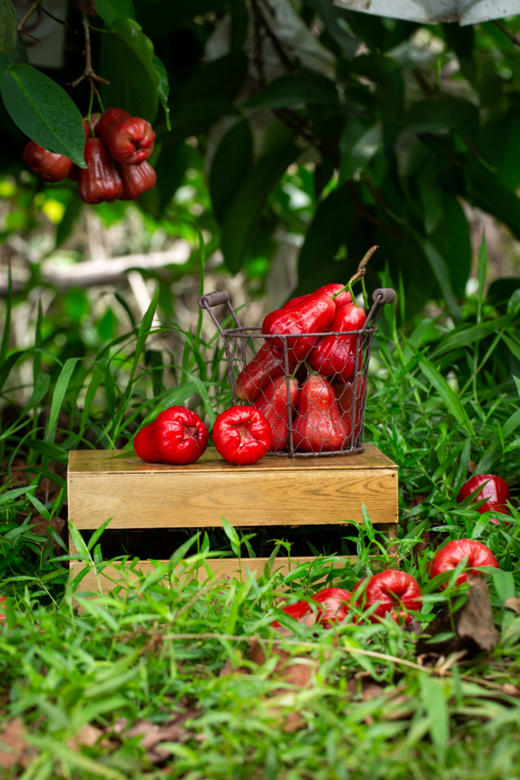 海南黑金刚莲雾 汁多 清甜 维生素含量丰富 原来莲雾是可以这么好吃的|百里食 商品图1