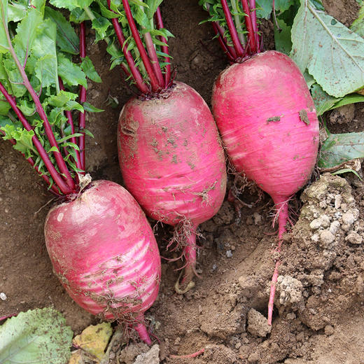 【密农特色 必买榜单】新鲜现拔紫霞萝卜 脆甜多汁含花青素 紫色水果萝卜不糠心  5.5斤包邮装 商品图4