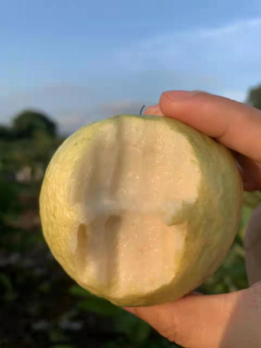 黄金奶油芭乐/草莓芭乐 商品图2