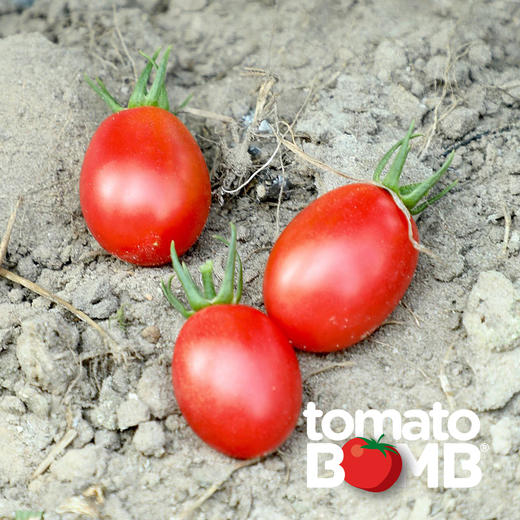 阳光沙地千禧小番茄  广东电白产 顺丰快递 商品图7