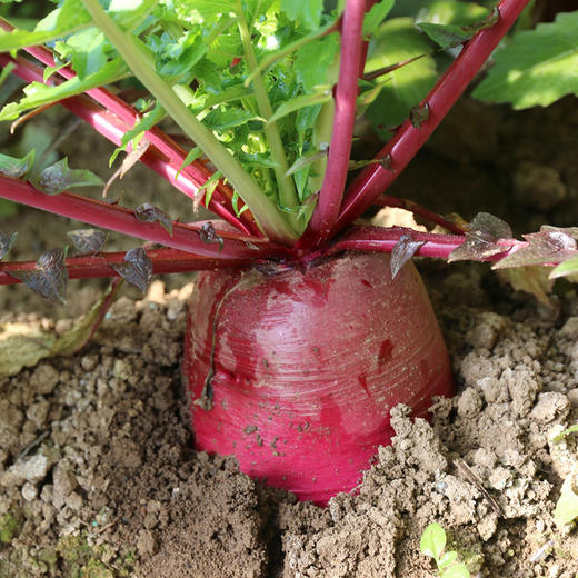 【密农特色 必买榜单】新鲜现拔紫霞萝卜 脆甜多汁含花青素 紫色水果萝卜不糠心  5.5斤包邮装 商品图5